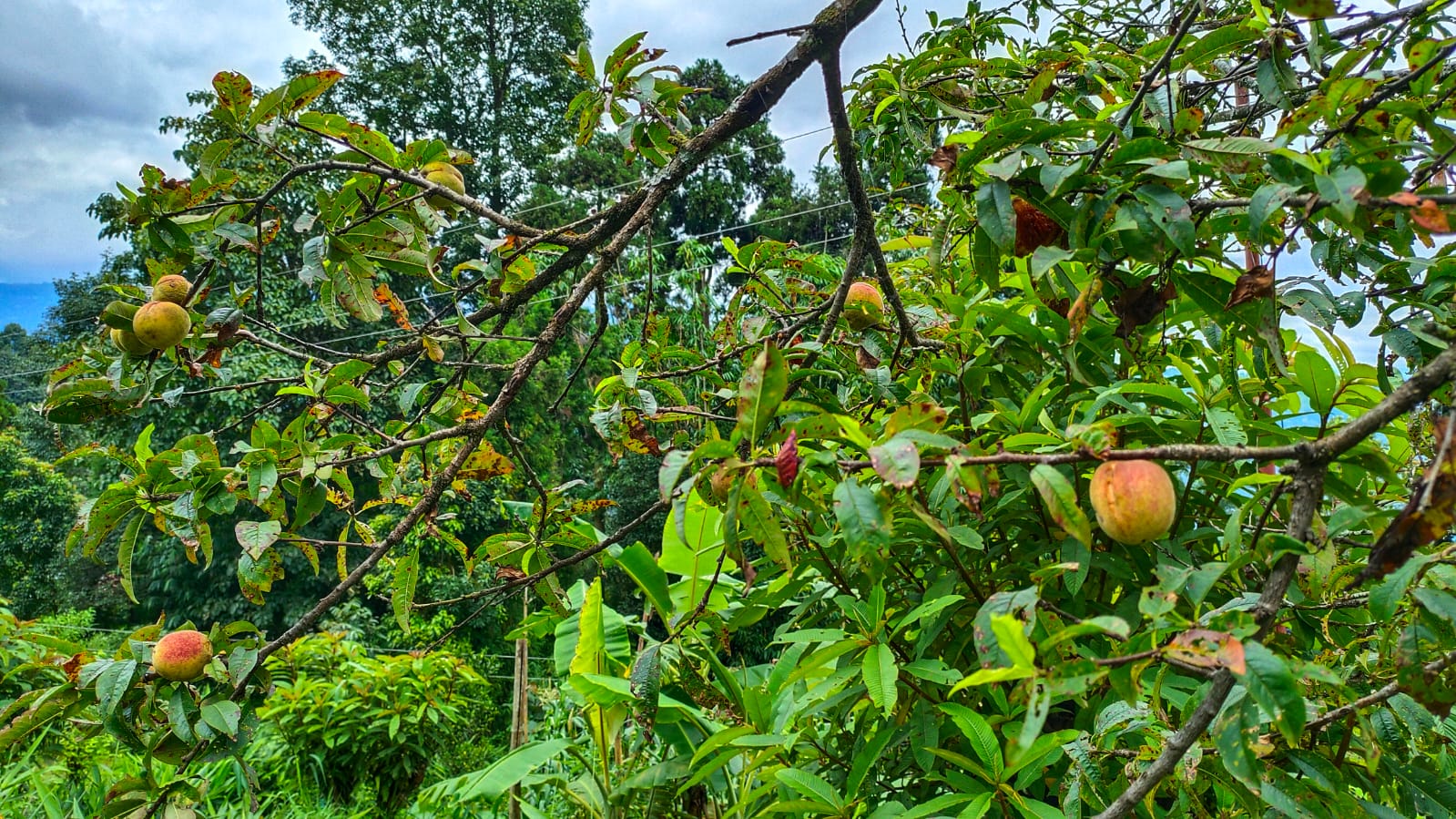 Takdah Deluxe Homestay - Ecstatic Explorers