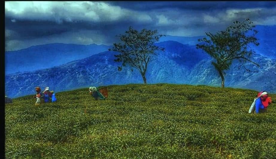 Pacheng Tea Garden View Homestay - Ecstatic Explorers