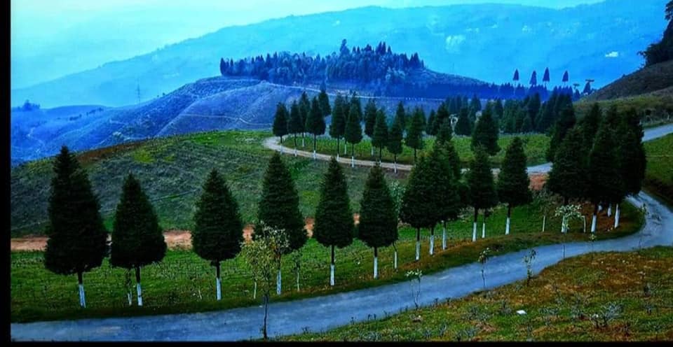 Pacheng Tea Garden View Homestay - Ecstatic Explorers